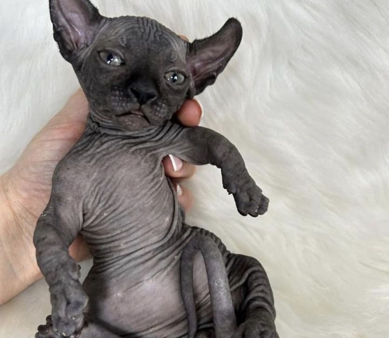 Anubis male Elf Sphynx kitten