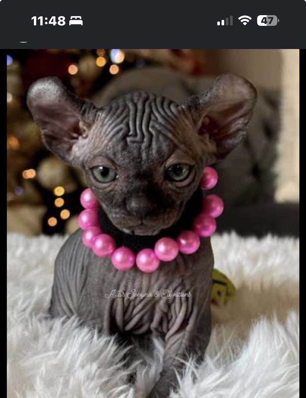 Bastet female Elf Sphynx kitten
