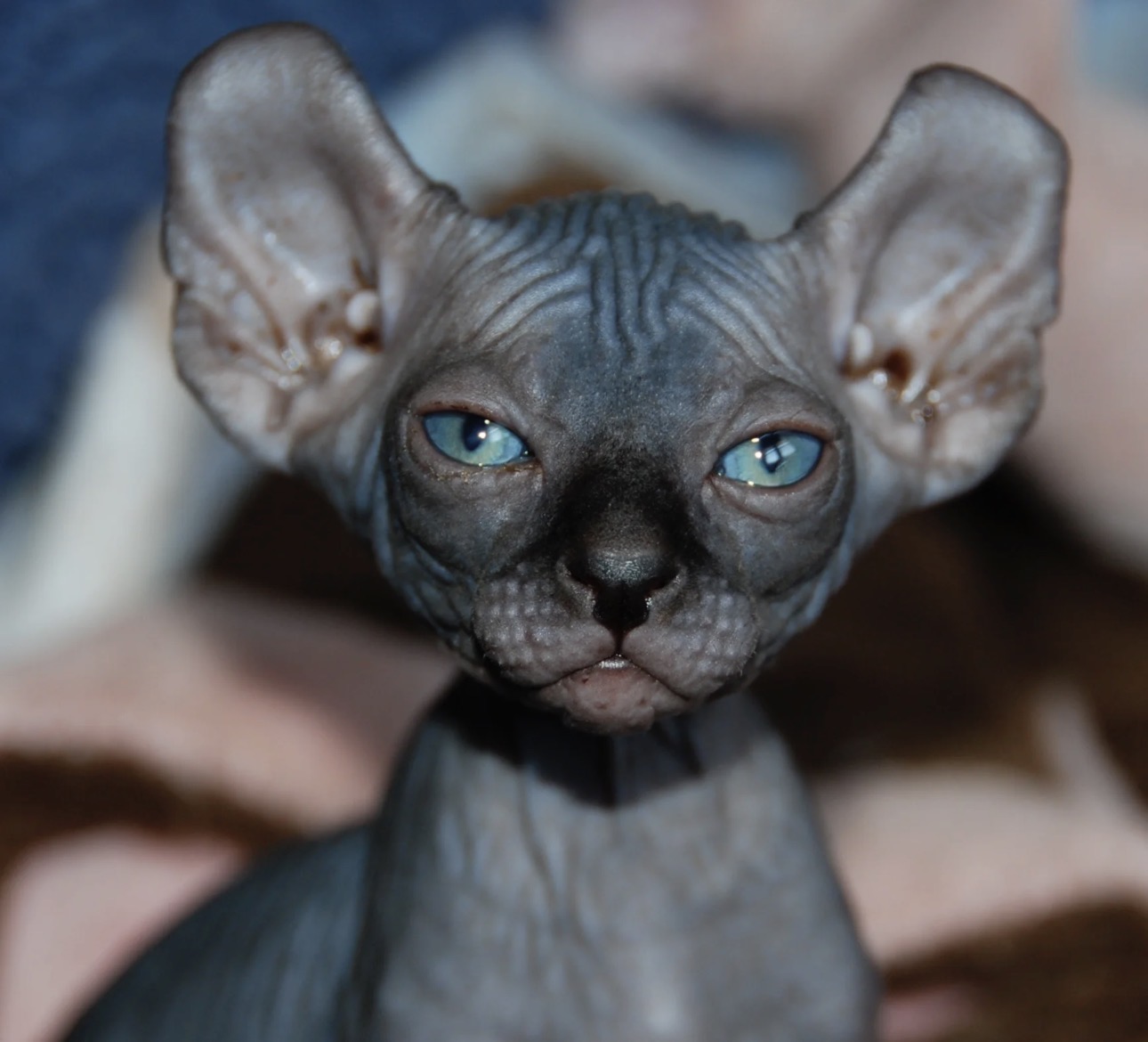 Khepri male Elf Sphynx kitten