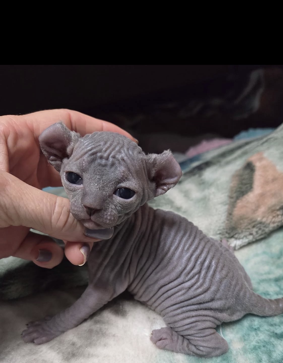 Nefri female Elf Sphynx kitten