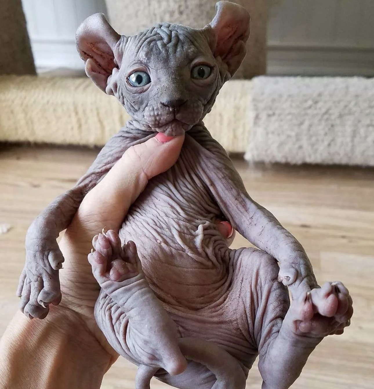 Neith female Elf Sphynx kitten