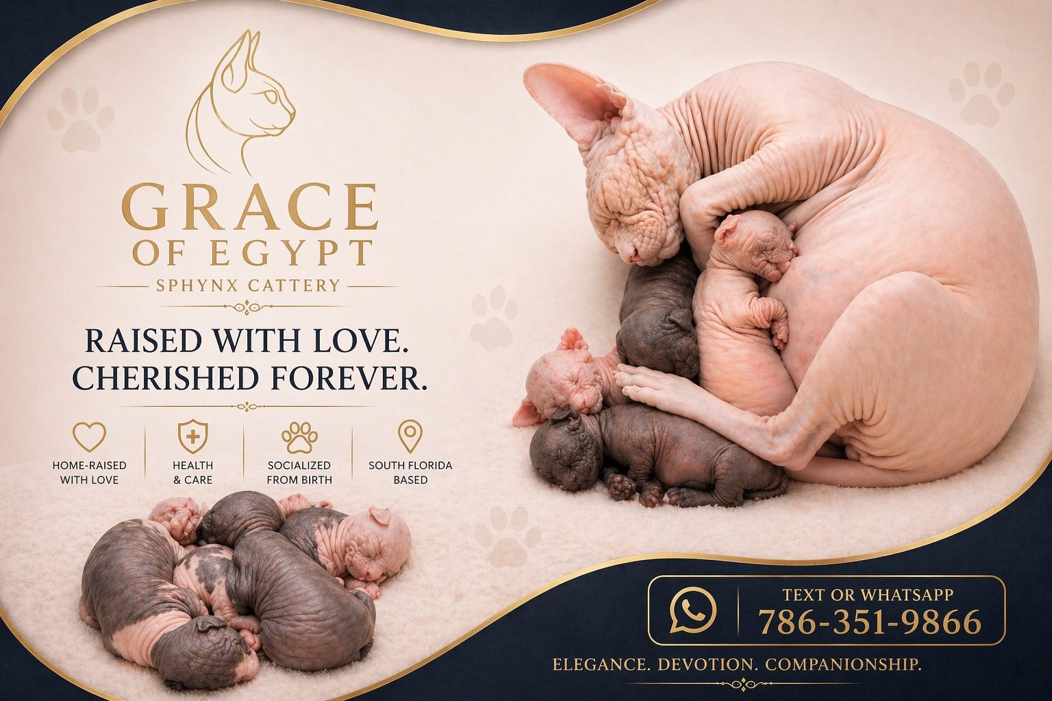 Grace of Egypt Sphynx kittens