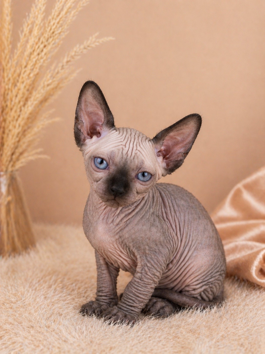 Azriel Blue / Bugsy