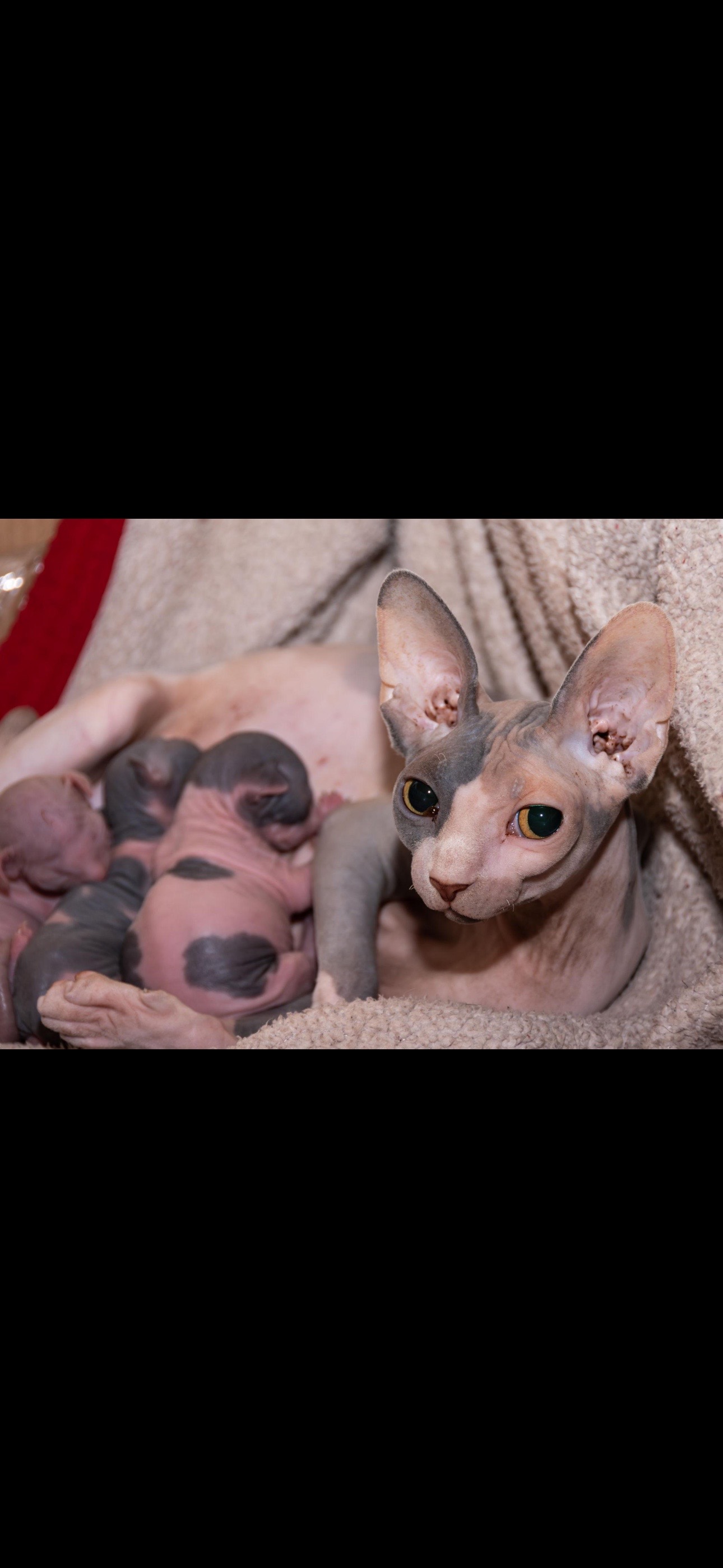 Mother