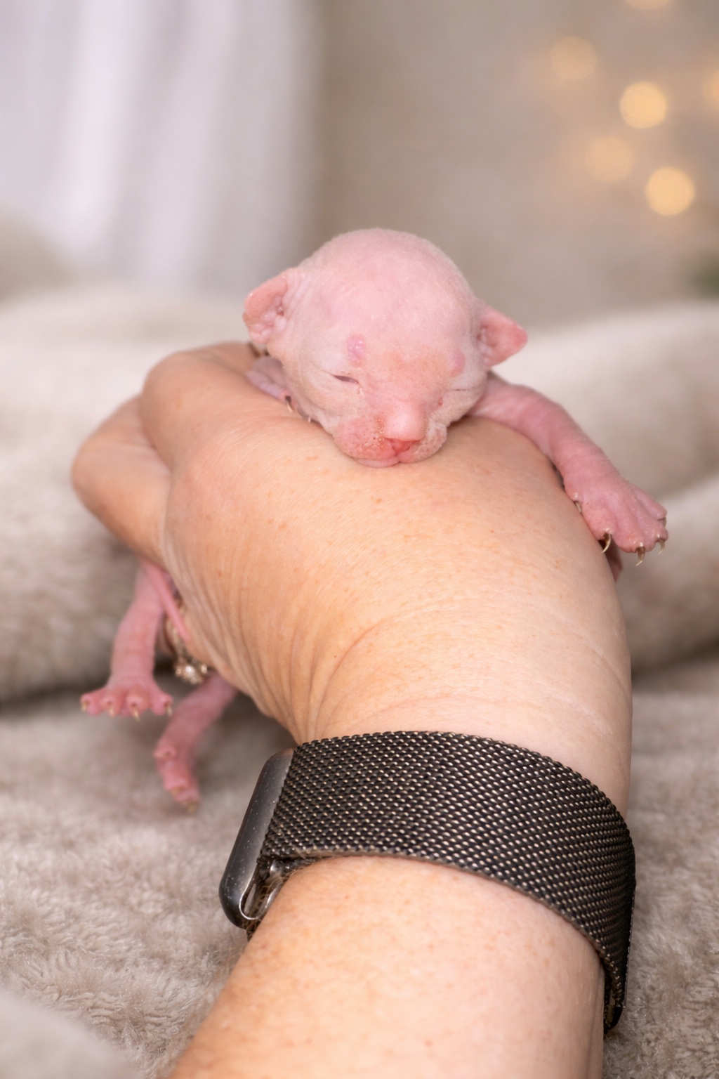 Newborn sphynx kitten
